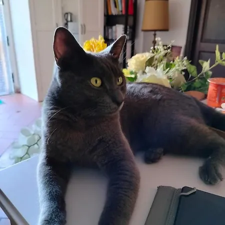 Il Cielo Di Lucio Affittacamere Pisa