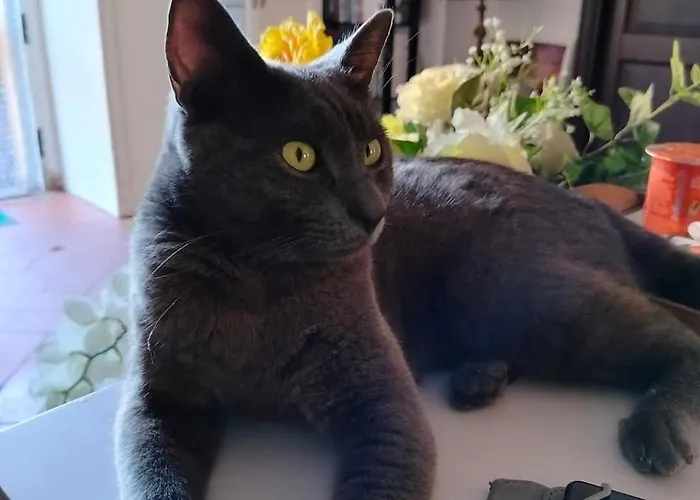 Il Cielo Di Lucio 게스트하우스 피사